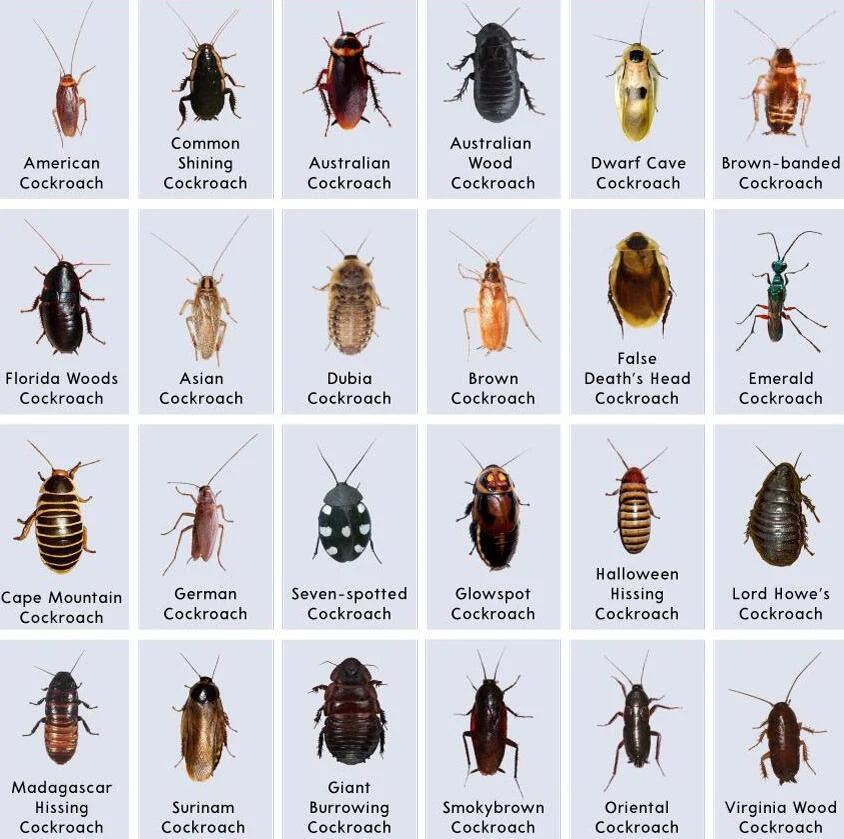 💥🪳 MOONBIFFY™ Cockroach Gel Bait — Powerful & Professional Roach Killer