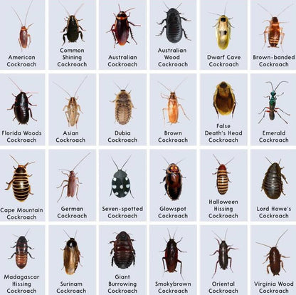 💥🪳 MOONBIFFY™ Cockroach Gel Bait — Powerful & Professional Roach Killer